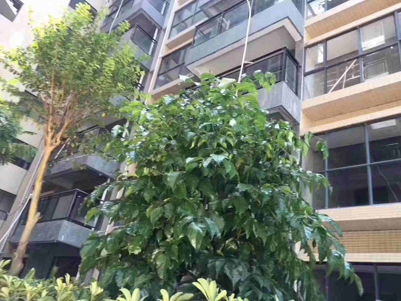 东莞塘厦林村《学林雅苑》3栋大型统建楼 手续齐全 带天燃气 均价4188元起